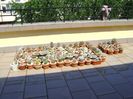 Cactusii la soare pe terasa
