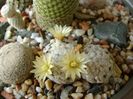 Mammillaria duwei