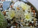 Mammillaria duwei