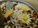 Mammillaria duwei