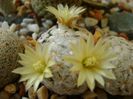 Mammillaria duwei