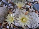 Mammillaria duwei