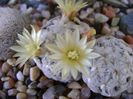 Mammillaria duwei