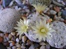Mammillaria duwei