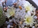 Mammillaria duwei
