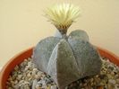 Astrophytum coahuilense