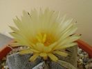 Astrophytum coahuilense