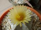 Astrophytum coahuilense