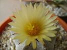 Astrophytum coahuilense
