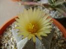 Astrophytum coahuilense