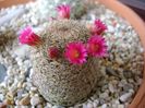 Mammillaria haageana