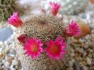 Mammillaria haageana
