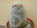 Mammillaria bocasana multilanata