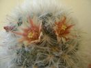 Mammillaria bocasana multilanata