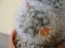 Mammillaria bocasana multilanata