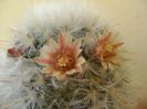 Mammillaria bocasana multilanata