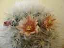 Mammillaria bocasana multilanata
