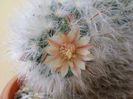 Mammillaria bocasana multilanata