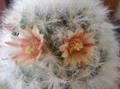 Mammillaria bocasana multilanata