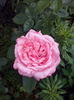 Florov