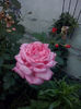 Florov