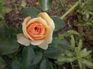 Garden of Roses