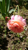 Gardentraume