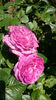 Parfum Flower Circus