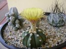 Astrophytum asterias