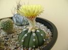 Astrophytum asterias