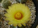 Astrophytum asterias