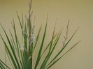 Yucca rostrata & Haworthia viscosa