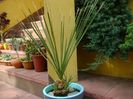 Dasylirion serratifolium