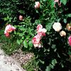 Nuovo_1_Photo8241
