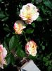 Nuovo_1_Photo8246