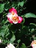 Nuovo_1_Photo8244
