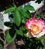 Nuovo_1_Photo8249