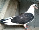Din moriscari tari