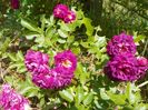 Bleu Magenta