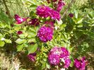 Bleu Magenta