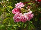 Pink Grootendorst