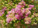 spiraea Magic Carpet