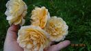 Golden Celebration sau Crown Princess Margaret ?