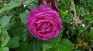 rose de ...dulceata