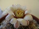 Gymnocalycium ochoterenae v. cinereum