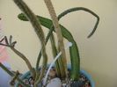 Wilcoxia (Peniocereus) viperinus