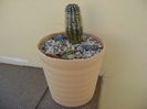 Pygmaeocereus bylesianus & Pygmaerocereus bieblii