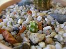Pygmaerocereus bieblii