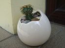 Discocactus pugionacanthus (altoit)