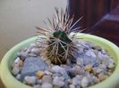 Echinocereus viridiflorus v. davisii